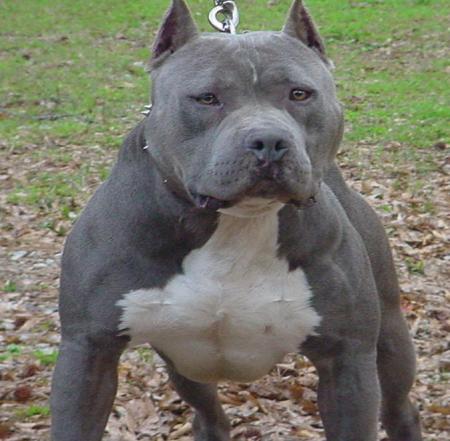 voila mon chien